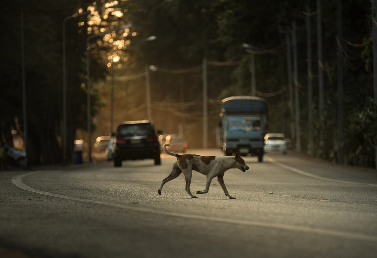 animale-pe-carosabil-04